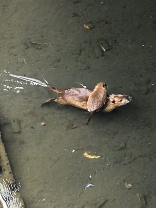 20160724-NU2a.jpg 20160724-NU2a.jpg