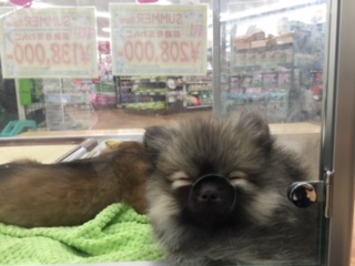 20160811-Inu.jpg 20160811-Inu.jpg