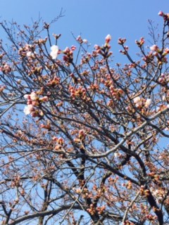 20170402-Boms4.jpg 20170402-Boms4.jpg