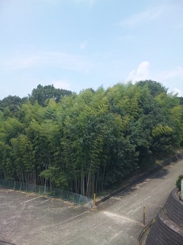 20180726-SH3J0413.jpg 20180726-SH3J0413.jpg