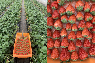 20210121-strawberry.jpg 20210121-strawberry.jpg