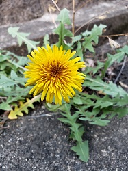 20210324-Dandelion.jpg