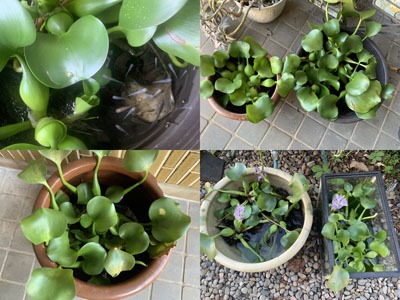 20211026-medaka1.jpg 20211026-medaka1.jpg