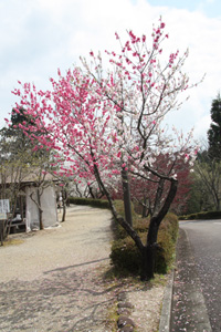 20110419-IMG_4622.jpg 20110419-IMG_4622.jpg