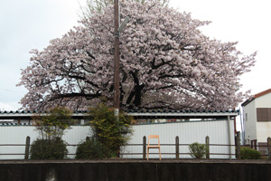 20110419-SAKURA2.jpg 20110419-SAKURA2.jpg