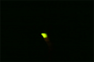 20110706-hotaru3.jpg 20110706-hotaru3.jpg