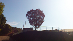 20111121-keyaki_1.jpg 20111121-keyaki_1.jpg