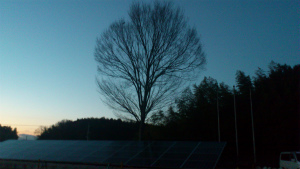 20120323-KEYAKI.jpg 20120323-KEYAKI.jpg