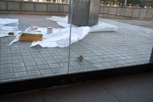 20120330-suzume1.jpg 20120330-suzume1.jpg