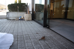 20120330-suzume2.jpg 20120330-suzume2.jpg