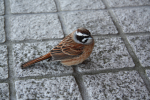 20120330-suzume3.jpg 20120330-suzume3.jpg