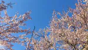 小倉公園の桜.jpg 小倉公園の桜.jpg