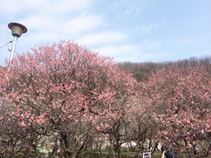 20150326-IMG_2621.JPG 20150326-IMG_2621.JPG