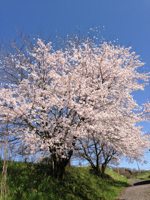 20150404-sakura2.jpg 20150404-sakura2.jpg