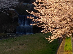 20140417-s-0403.jpg 20140417-s-0403.jpg