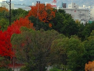 20141211-s-2koyo.jpg 20141211-s-2koyo.jpg