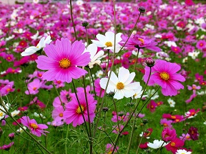 20161007-cosmos_012.jpg