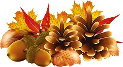20171006-kinomi.jpg 20171006-kinomi.jpg
