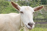 20180413-yagi.jpg 20180413-yagi.jpg