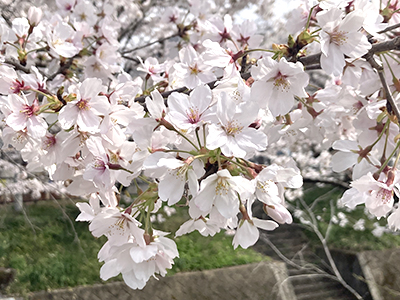 20220405-sakura.jpg 20220405-sakura.jpg